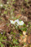 Moroccan toadflax